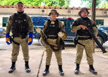 Sucuri é encontrado presa dentro de saco em meio a entulhos na Zona Norte de Manaus