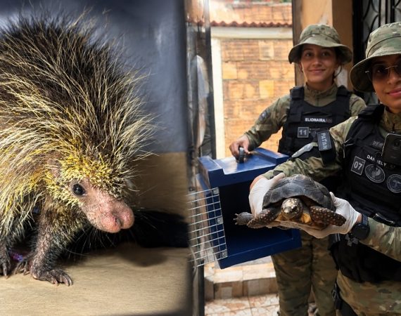 Animal silvestre invade residência em Manaus e Guarda Municipal é acionada